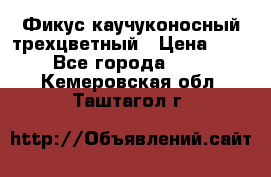 Фикус каучуконосный трехцветный › Цена ­ 500 - Все города  »    . Кемеровская обл.,Таштагол г.